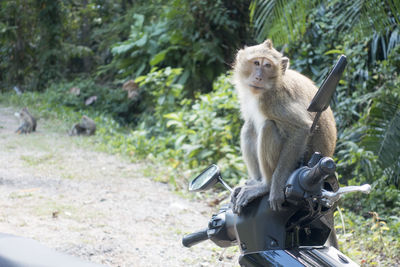 Monkey took my scooter