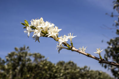 Low angle view of coffee white blossoms against sky