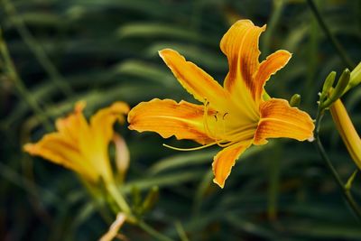 Close-up of day lily blooming in park