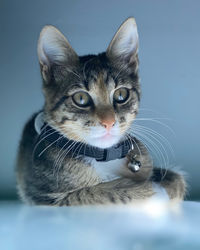 Close-up portrait of cat