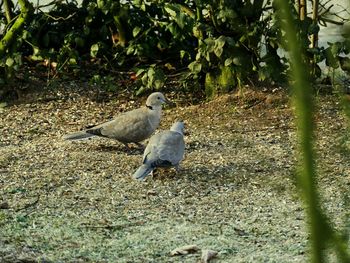 Birds perching on tree