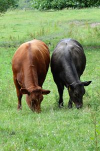 Cows grazing on field