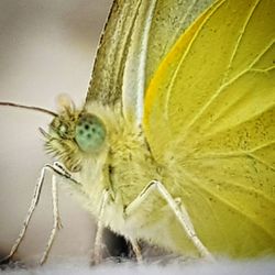 Close-up of butterfly on leaf