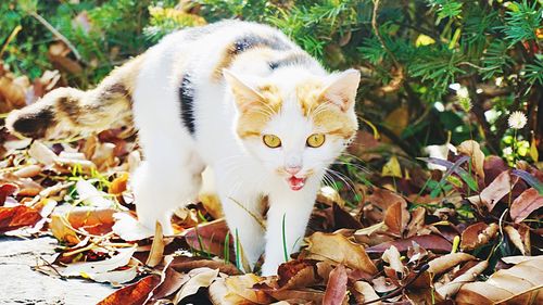 Portrait of cat lying on field during autumn