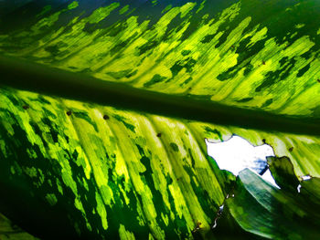 Close-up of green leaves on plant