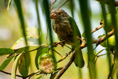 The lineated barbet  is an asian barbet native to the terai,