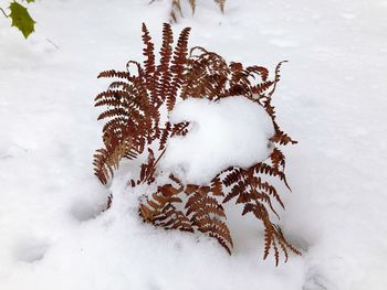 Close-up of frozen tree during winter