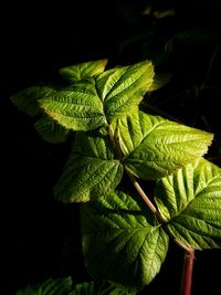 Close-up of fresh green leaves against black background