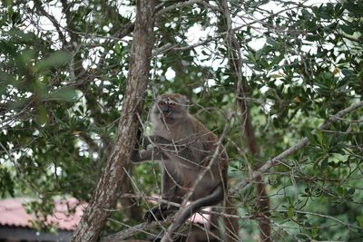 Low angle view of monkey perching on tree