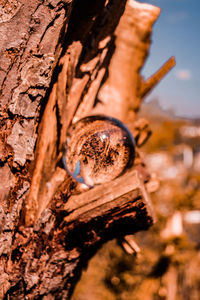 Close-up of lizard on tree trunk