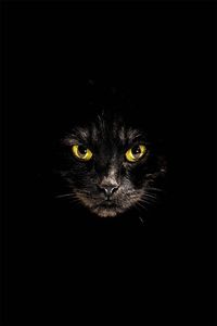 Portrait of cat against black background