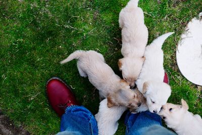 Low section of man standing by puppies on grass