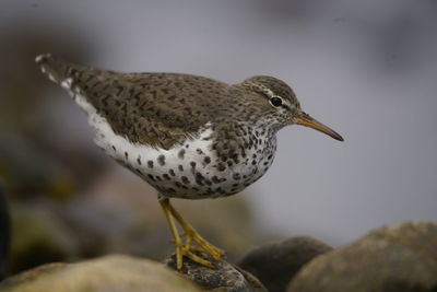 Close-up of bird perching on rock