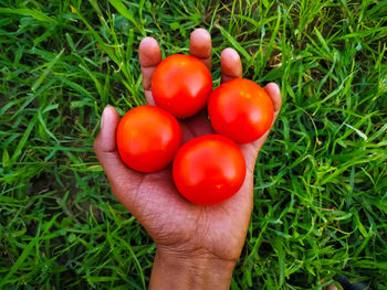 High angle view of hand holding tomatoes