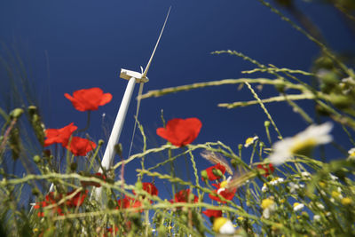 Close-up of red flowering plants on field against sky