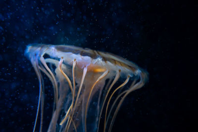 Close-up of jellyfish swimming in sea