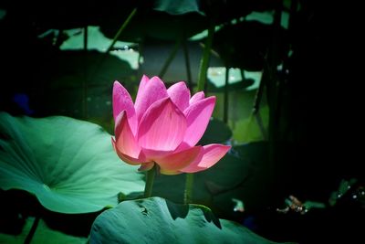 Close-up of pink lotus water lily