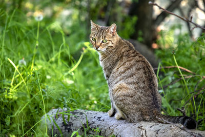 Portrait of a cat sitting outdoors