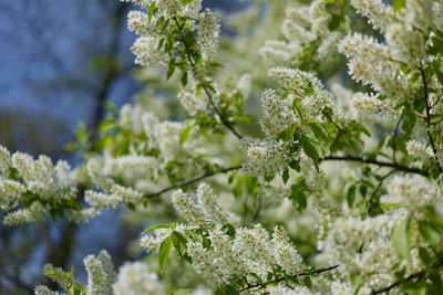Close-up of white cherry blossom