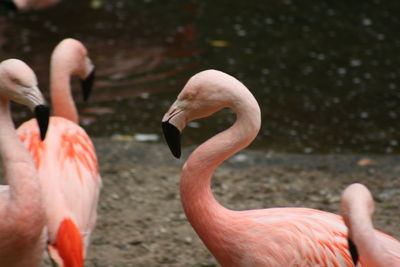 Close-up of birds in water