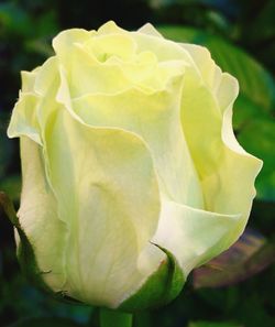 Close-up of yellow rose