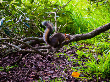 Close-up of monkey on tree