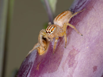 Close-up of spider on pink flower