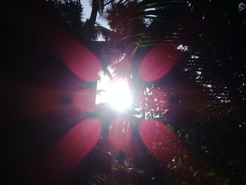 Sunlight streaming through trees in forest