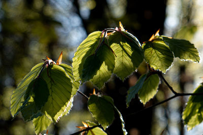 Close-up of green leaves on plant