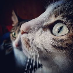 Close-up portrait of cat