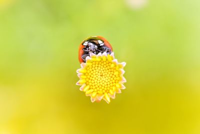 Close-up of insect on yellow flower