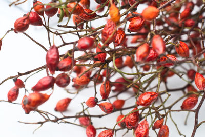 Low angle view of red berries on tree