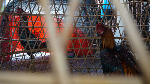 Bird in cage