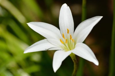 Close-up of white flowering plant