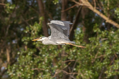 High angle view of gray heron flying