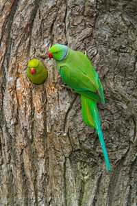 Close-up of parrot perching on tree trunk