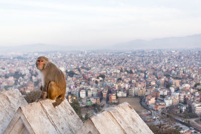 Monkey on city against sky