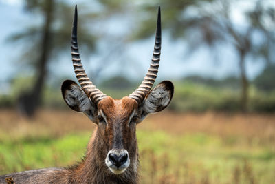 Close-up of deer