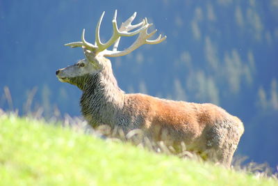 Swamp deer in forest