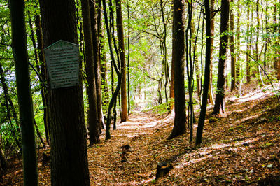 Narrow pathway along trees in the forest