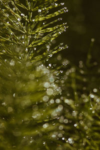 Close-up of plants in water