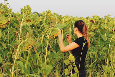 Side view of woman standing by sunflowers at farm