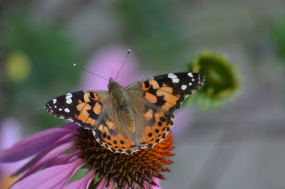 Close-up of butterfly on purple flower