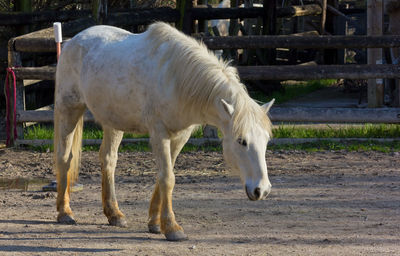 Horse standing in ranch