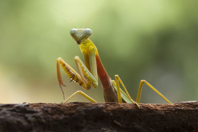 Hierodula venosa spesies mantis from borneo forest