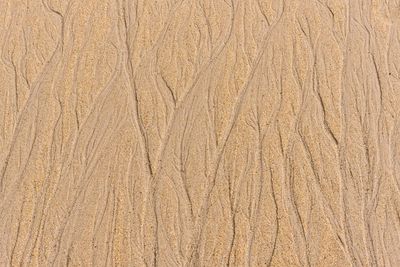 Full frame shot of tree