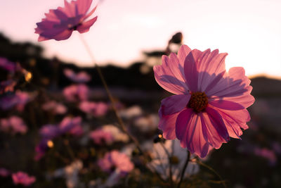 Close-up of pink cosmos flower