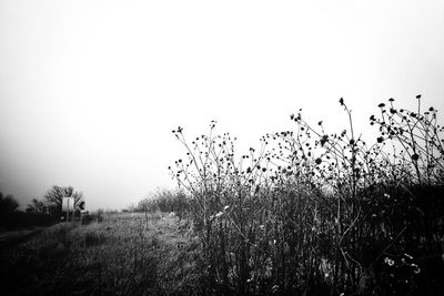 Scenic view of grassy field against clear sky