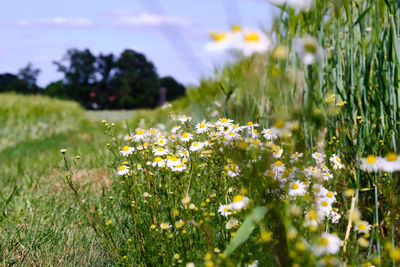 Close-up of flowering plants on field