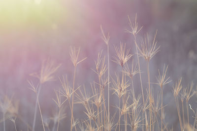 Close-up of plants against sky